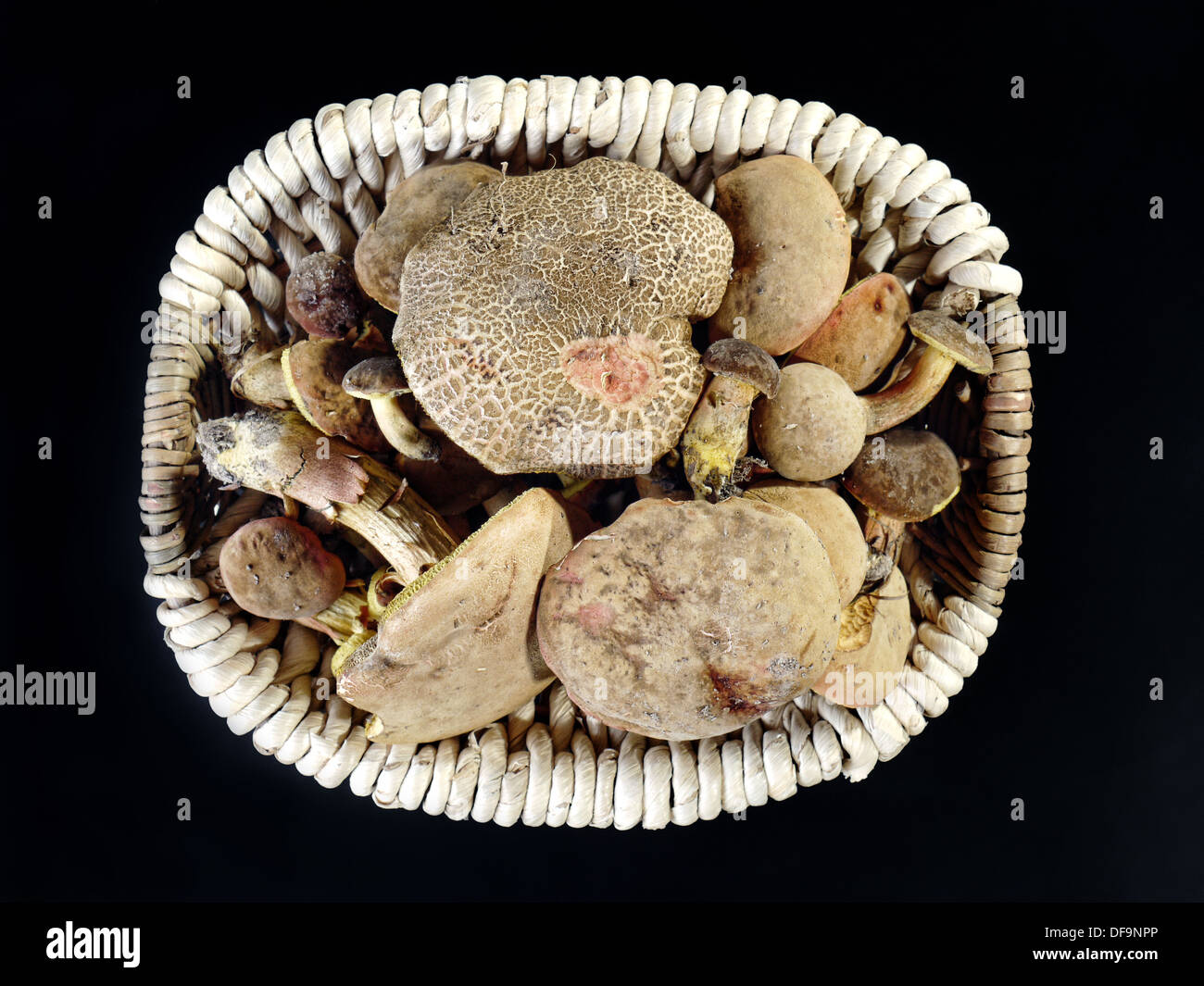 Xerocomus chrysenteron champignons dans panier en osier tourné sur fond noir Banque D'Images
