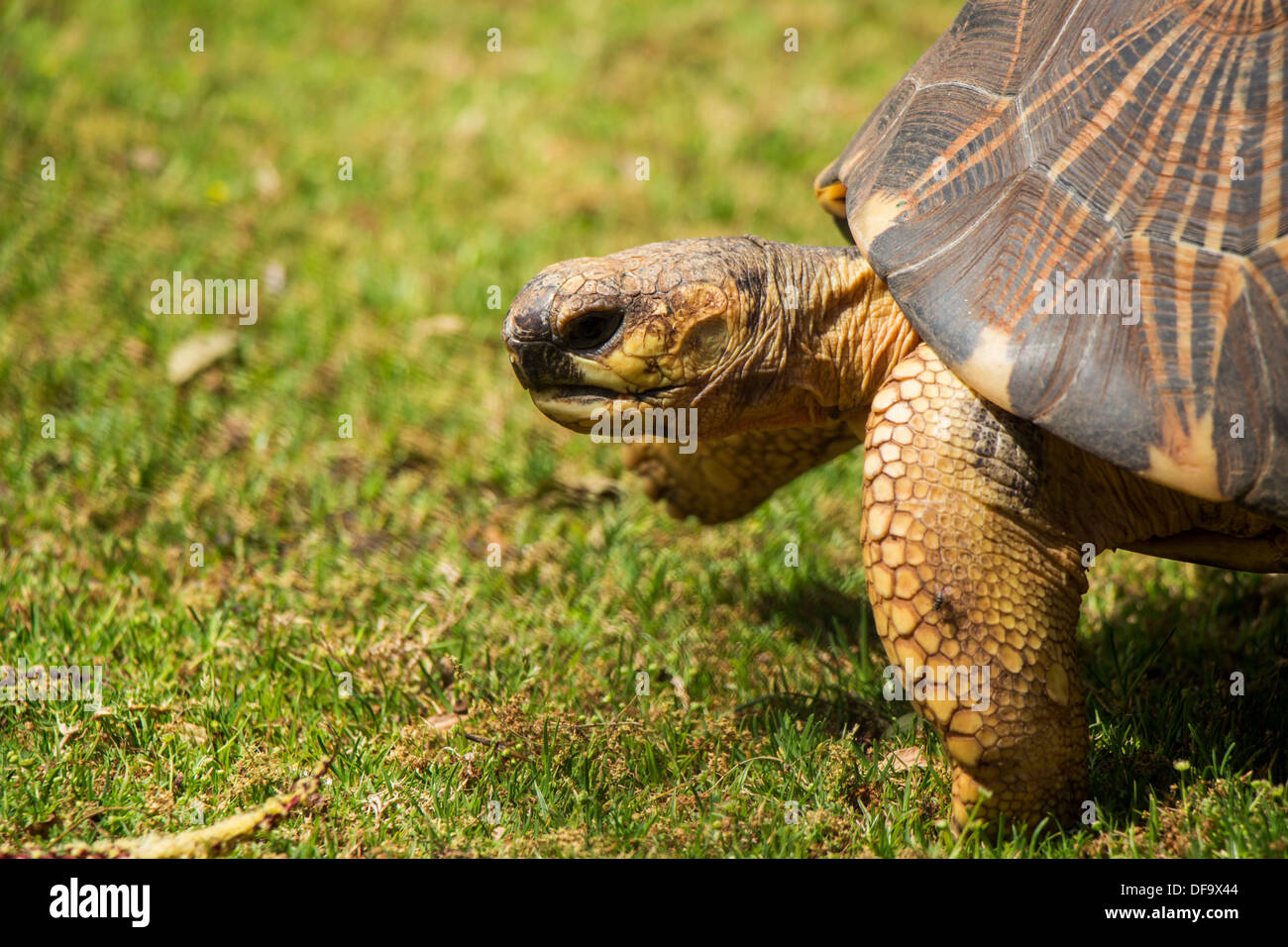 Un gros plan d'une Tortue rayonnée prenant un pas Banque D'Images