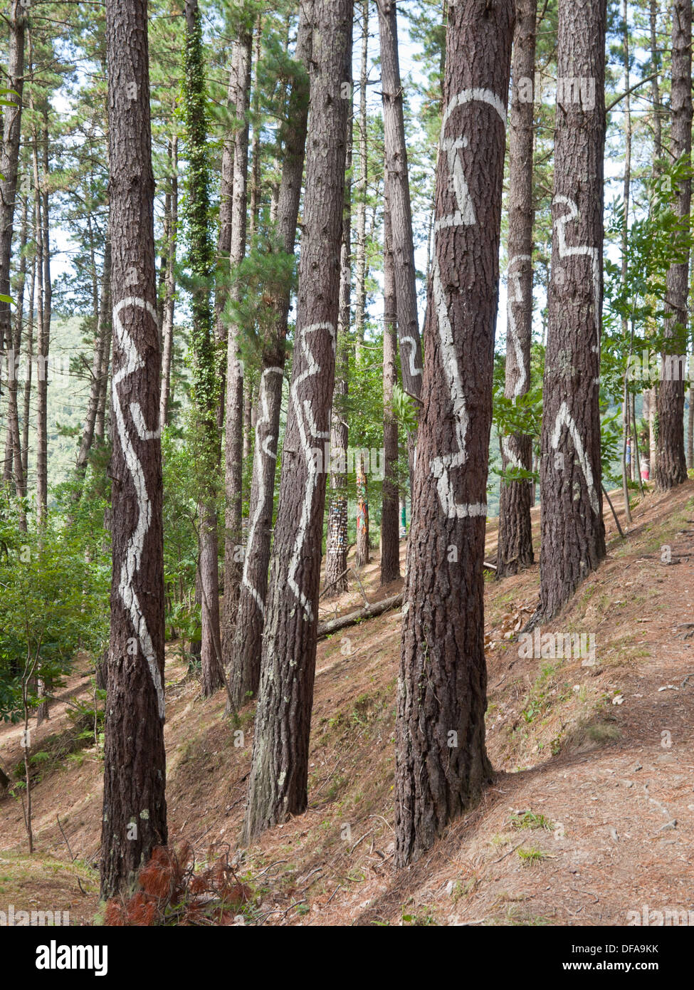 Urdaibai, Espagne : oma forest est une œuvre d'art créée par Agustin Ibarrola, un sculpteur et peintre basque, près de Kortezubi, Bizkaia Banque D'Images