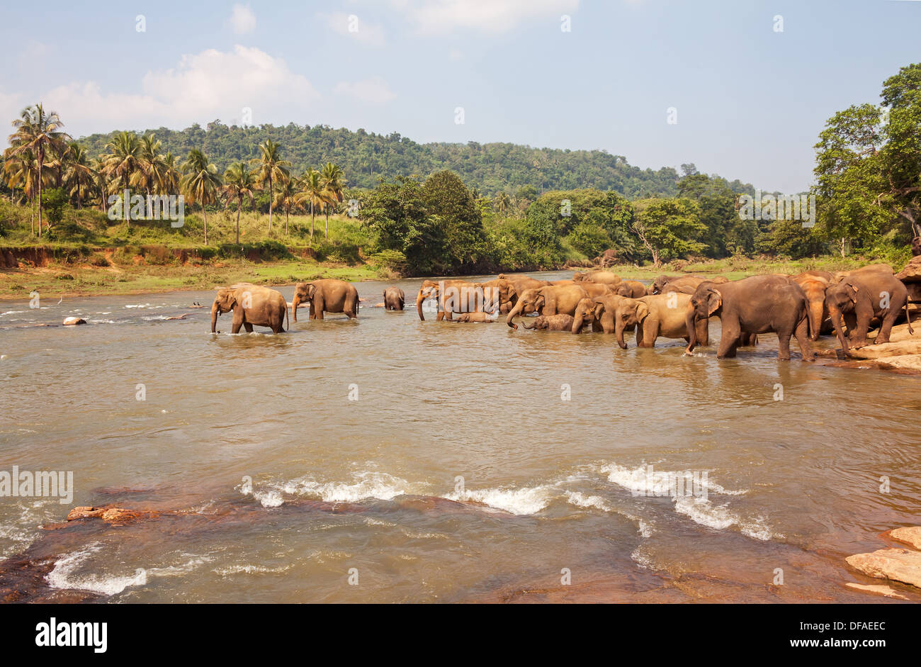 Troupeau d'éléphants dans la rivière de l'alcool au Sri Lanka. Banque D'Images