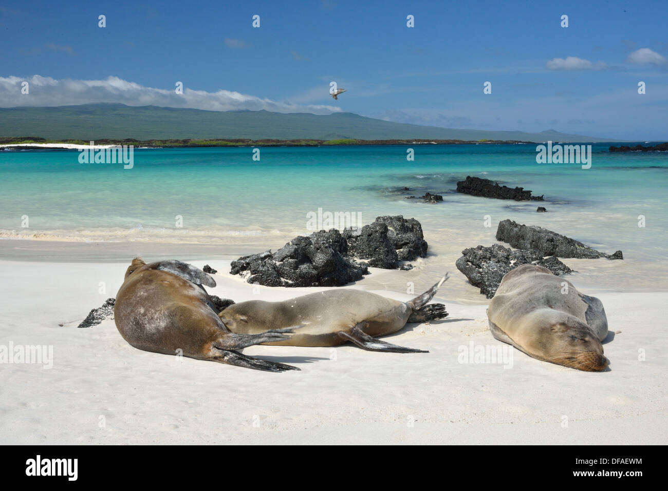 Les lions de mer des Galápagos sur plage avec mer aquamarine Banque D'Images