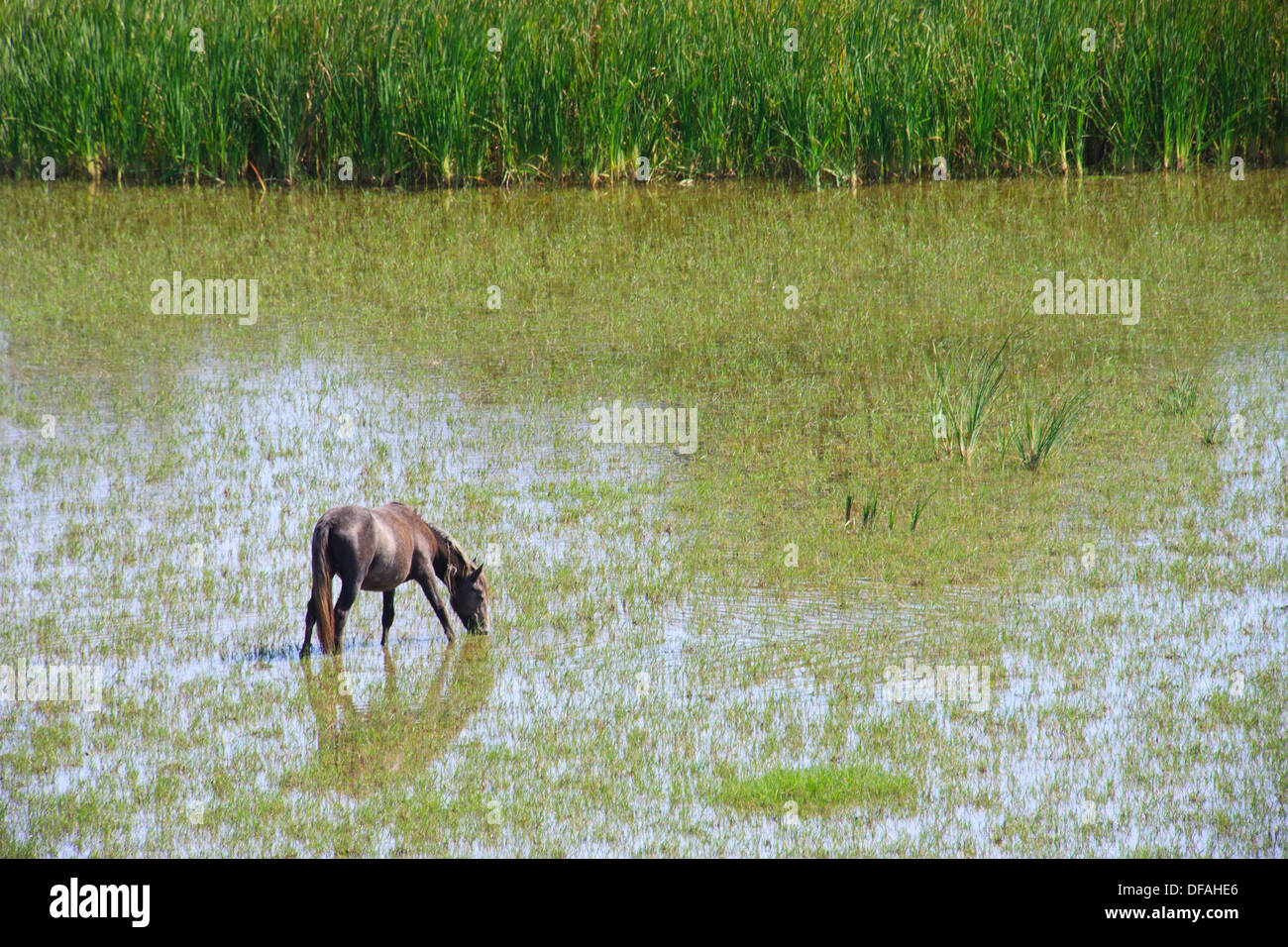 Un cheval de Camargue le pâturage dans les zones humides de l'Aiguamolls de l'Emporda Parc Naturel, en Catalogne, Espagne. Banque D'Images