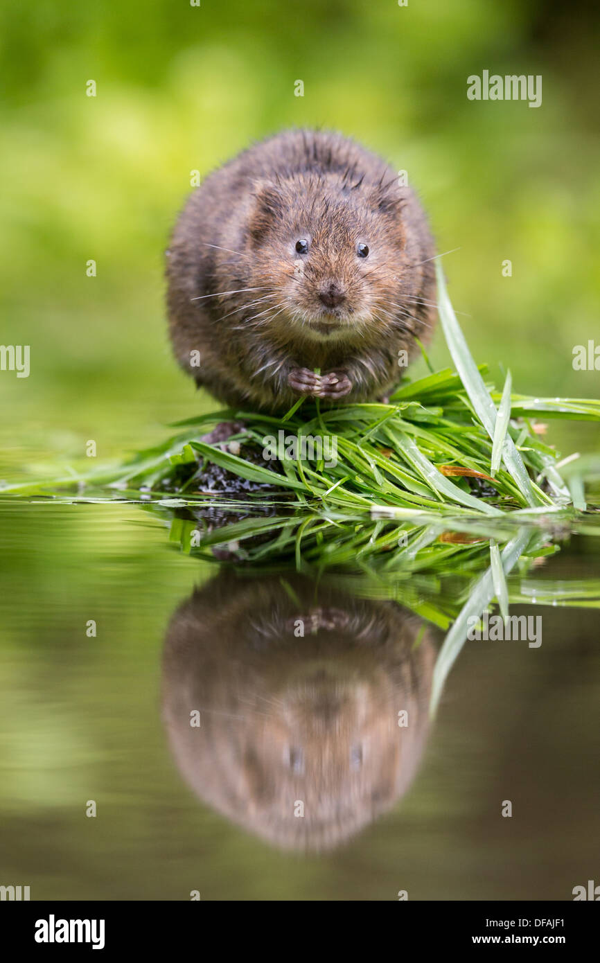 De l'eau britannique vole (Arvicola amphibius) assis à la mignon sur un rocher dans une rivière dans le Kent, England, UK Banque D'Images