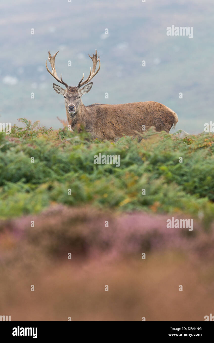 Homme Red Deer Stag (Cervus elaphus) est parmi les fougères et de la bruyère sur l'île de Ramsey, Pembrokeshire. Banque D'Images