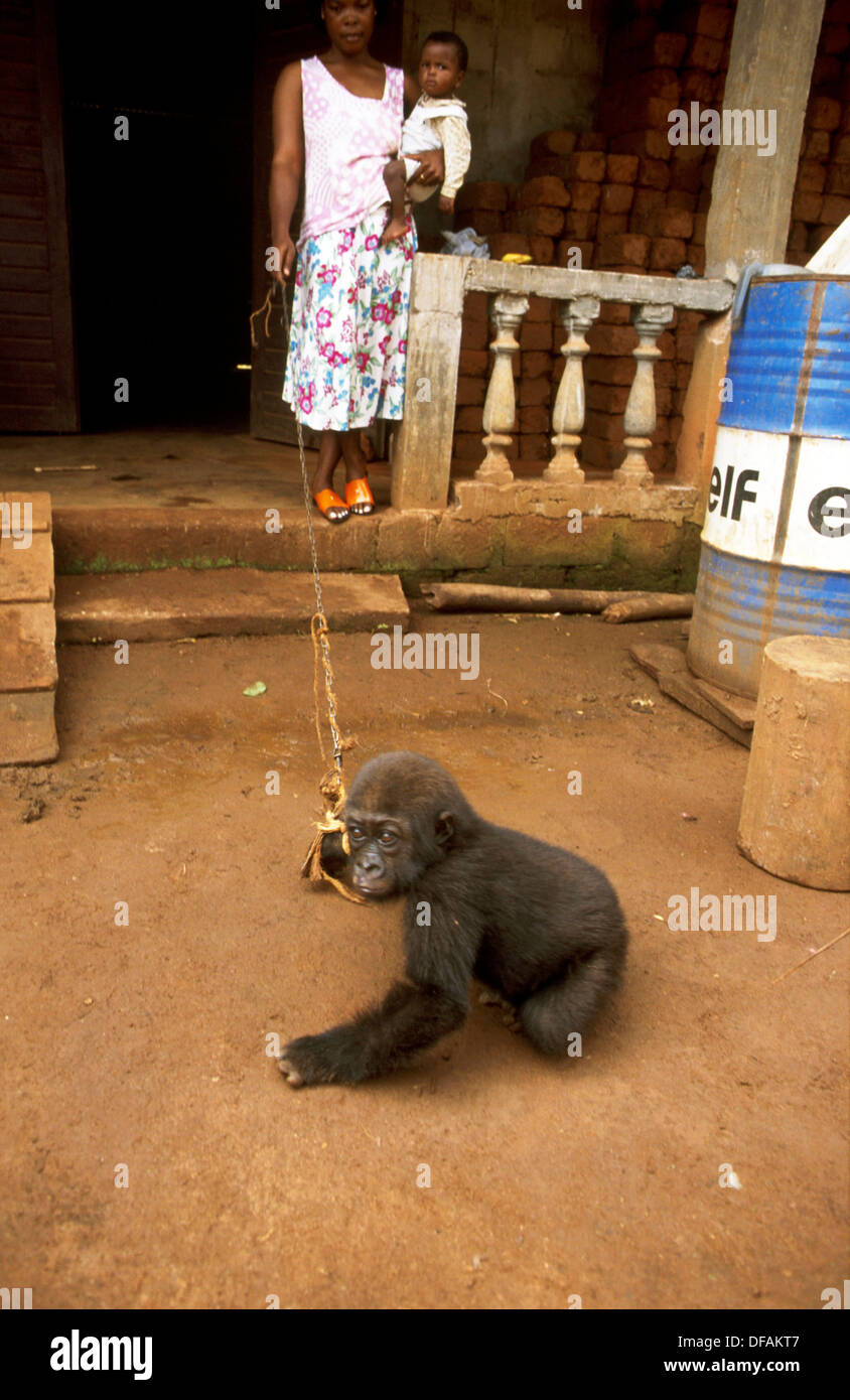 Famille avec bébé gorille 5-6 mois. Les gorilles les parents ont été tués par des chasseurs de viande de brousse pour bûcherons - Cameroun Banque D'Images