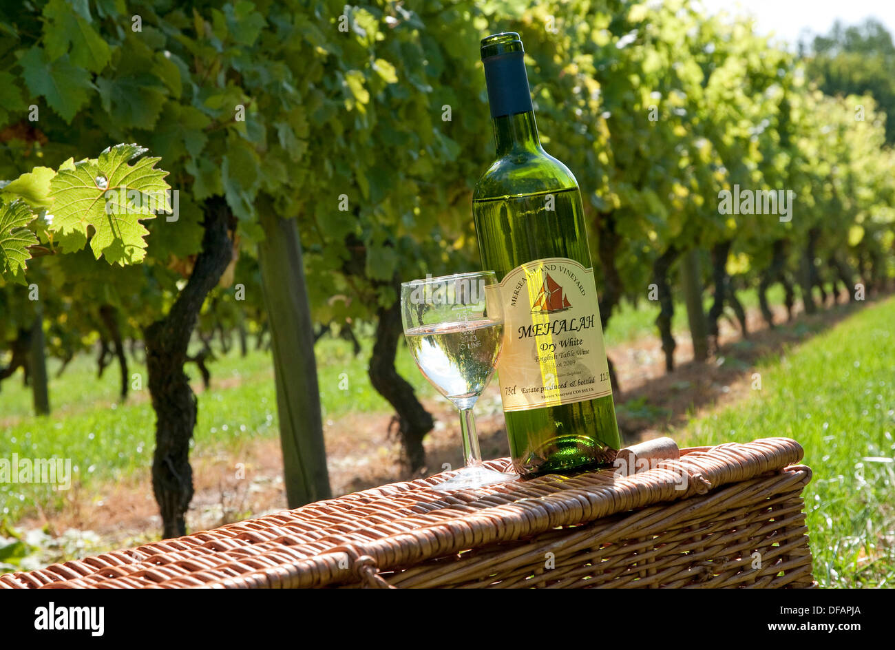 Mersea island vineyard, Essex, Angleterre Banque D'Images