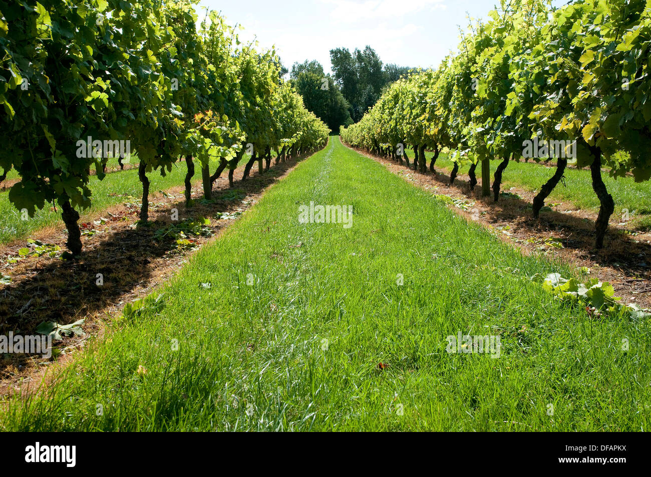 Mersea island vineyard, Essex, Angleterre Banque D'Images