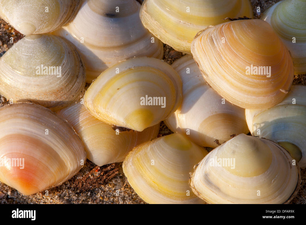 Tellin (Baltique Macoma balthica) coquillages sur plage le long de la côte de la mer du Nord Banque D'Images