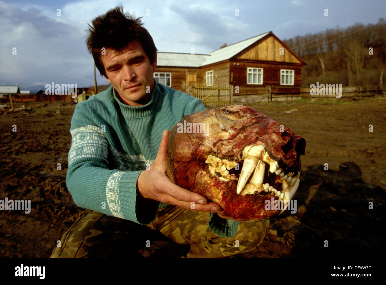 Reste à la peau de tigre de Sibérie chassés illégalement. Lazo Primorskii Krai, village, Extrême-Orient russe. Banque D'Images