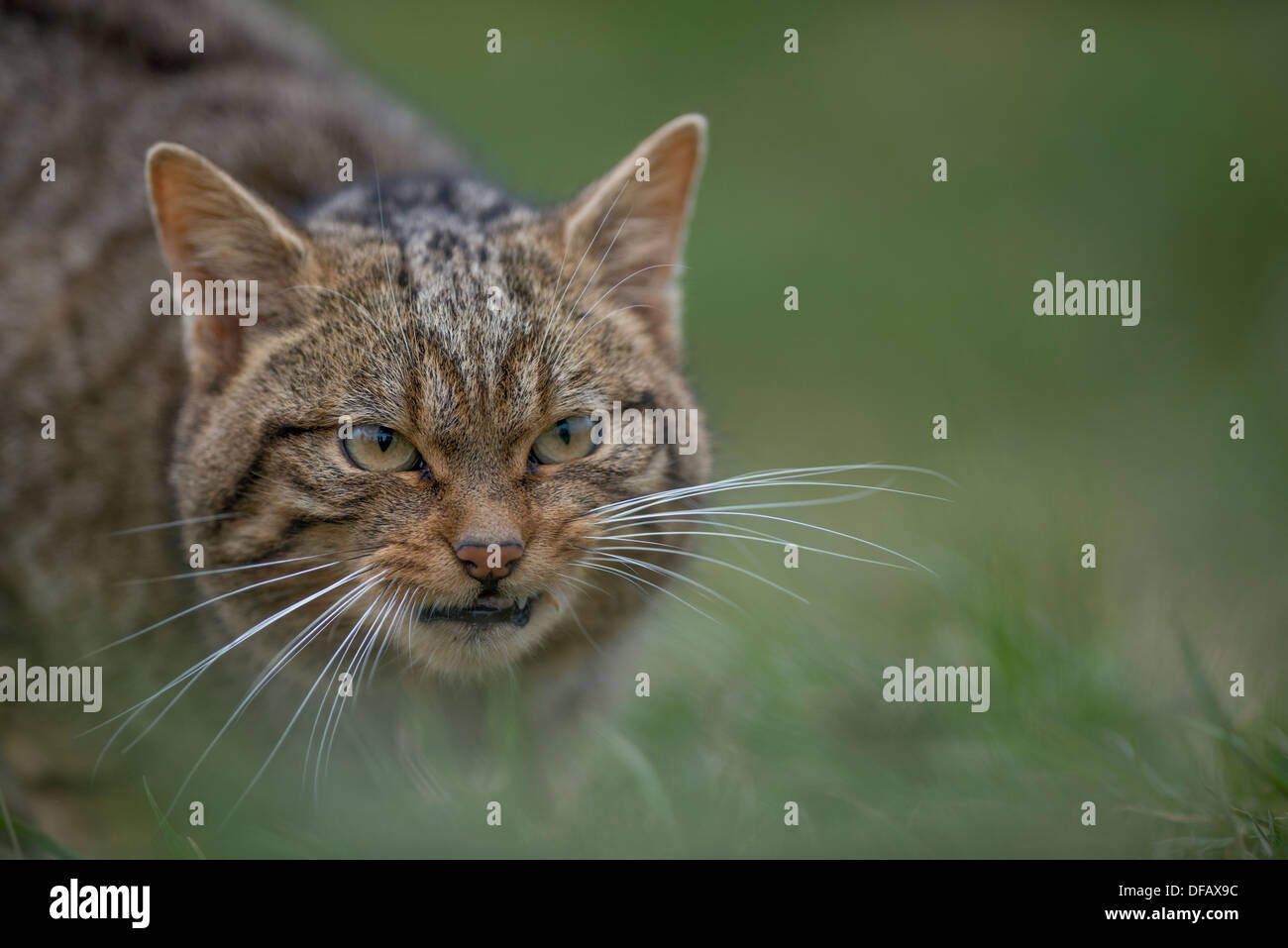 Face à Scottish wildcat dans l'herbe baring teeth Banque D'Images