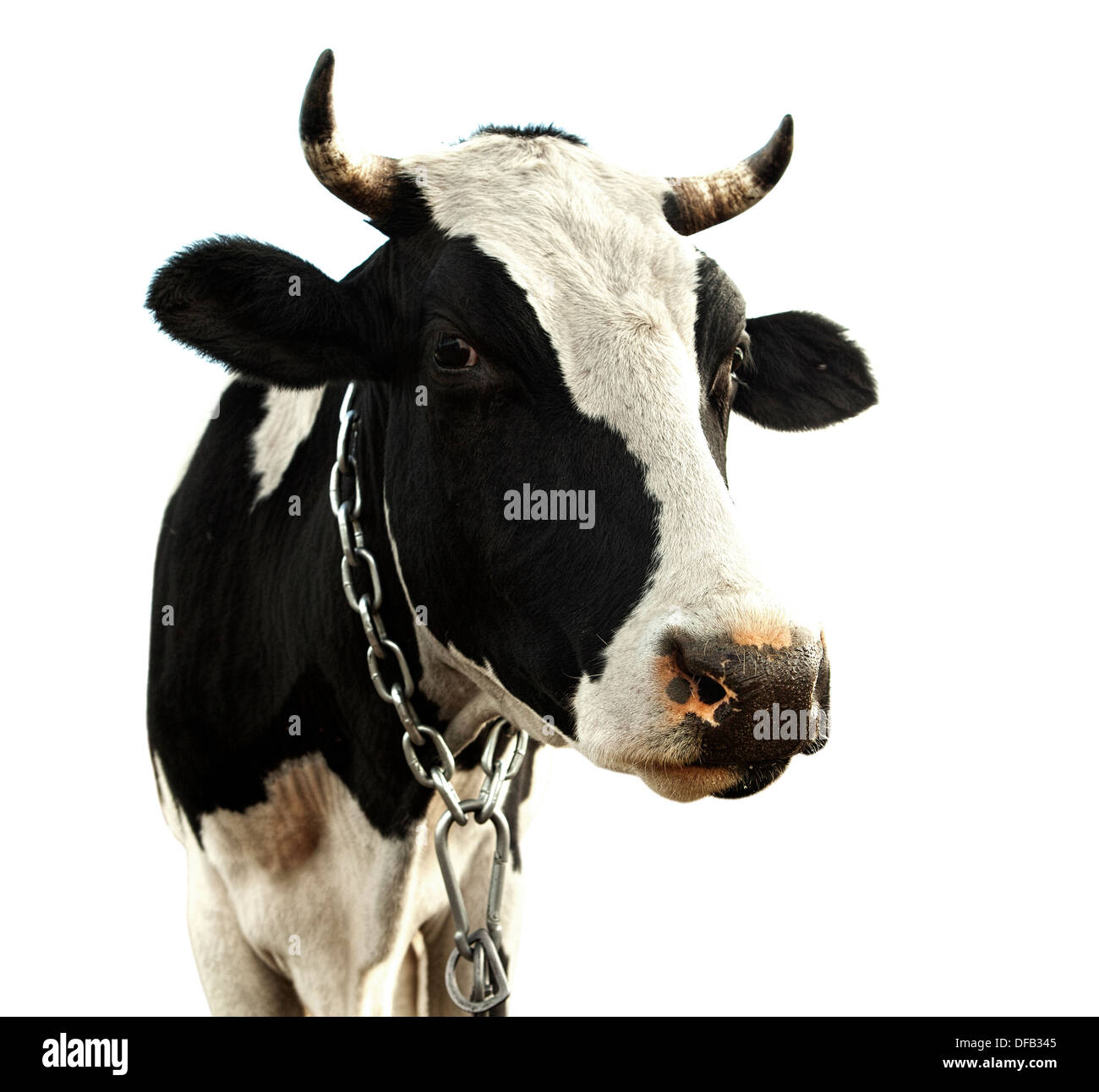 Une vache isolé sur fond blanc Banque D'Images