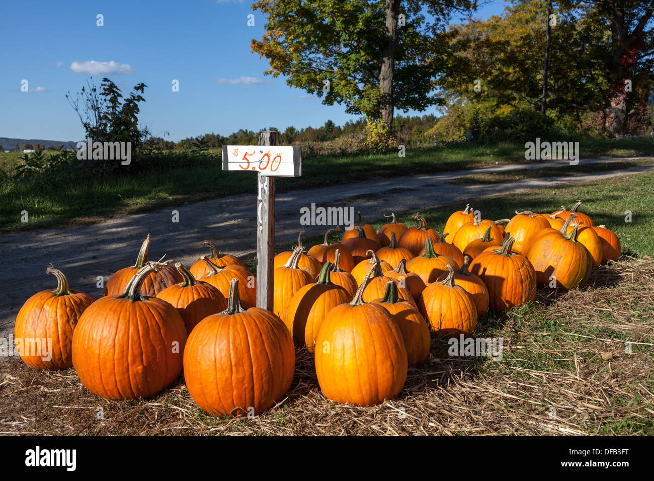 Une bonne année pour les potirons dans la vallée de la Mohawk de l'État de New York, fin septembre. Banque D'Images