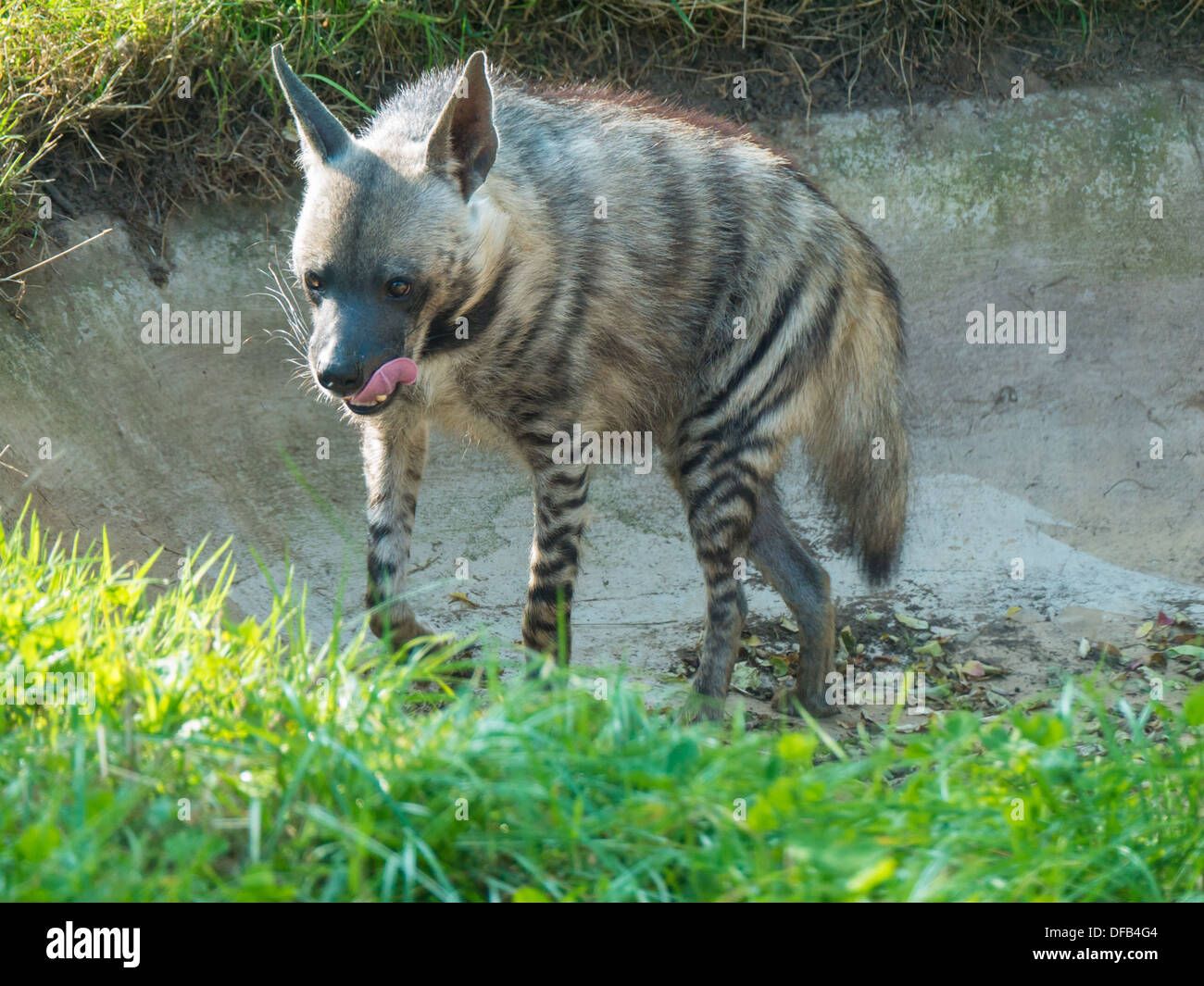 La Hyène rayée (Hyaena hyaena) au zoo de Twycross, Tamworth, Royaume-Uni. Banque D'Images