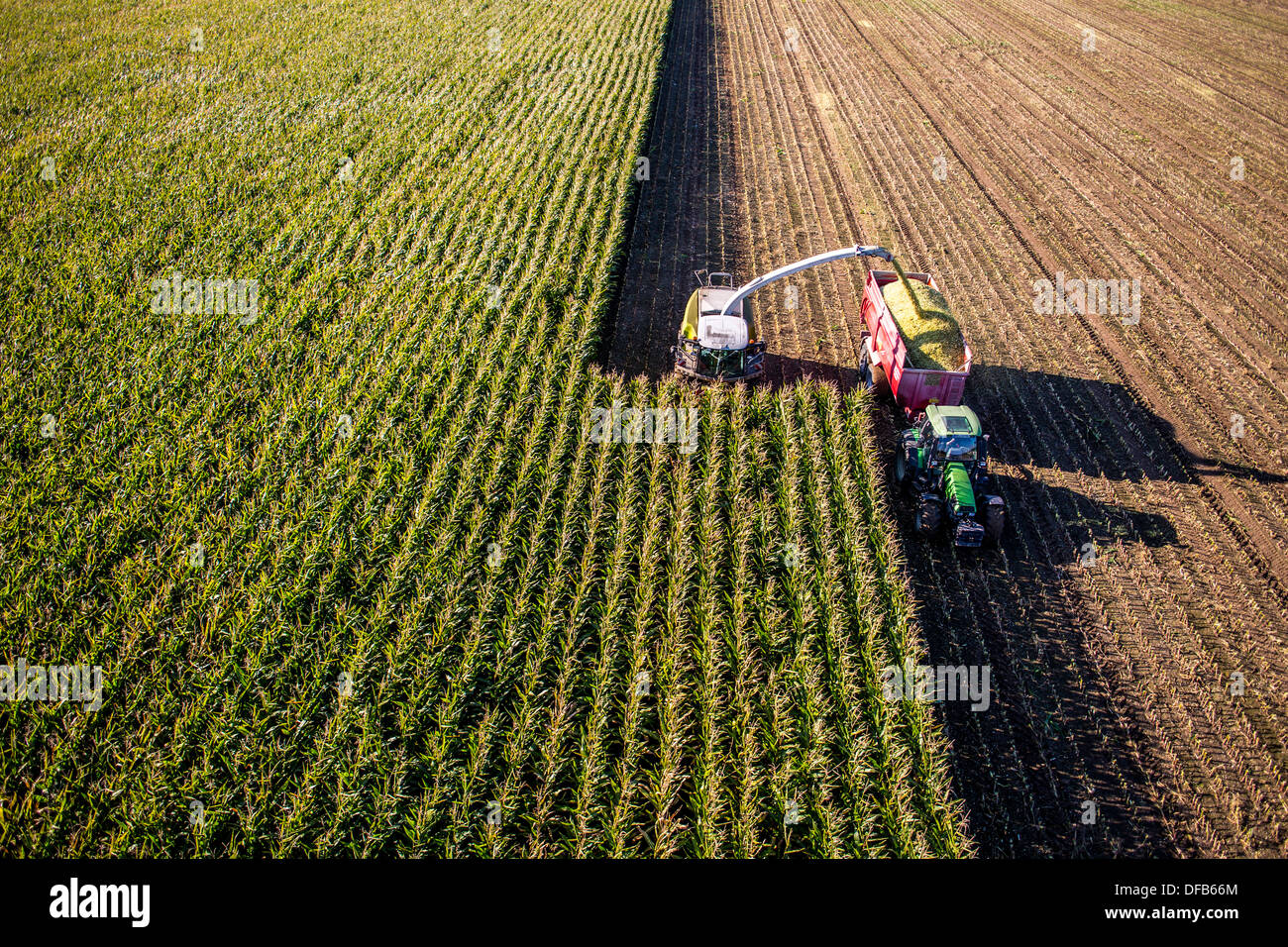 L'agriculture, la récolte de maïs. Moissonneuse-batteuse, ensileuse fonctionne à travers un champ de maïs. L'ensilage est pompé directement dans une remorque. Banque D'Images