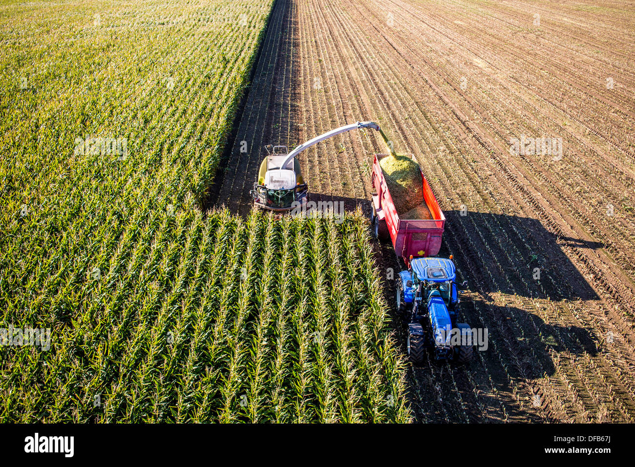 L'agriculture, la récolte de maïs. Moissonneuse-batteuse, ensileuse fonctionne à travers un champ de maïs. L'ensilage est pompé directement dans une remorque. Banque D'Images
