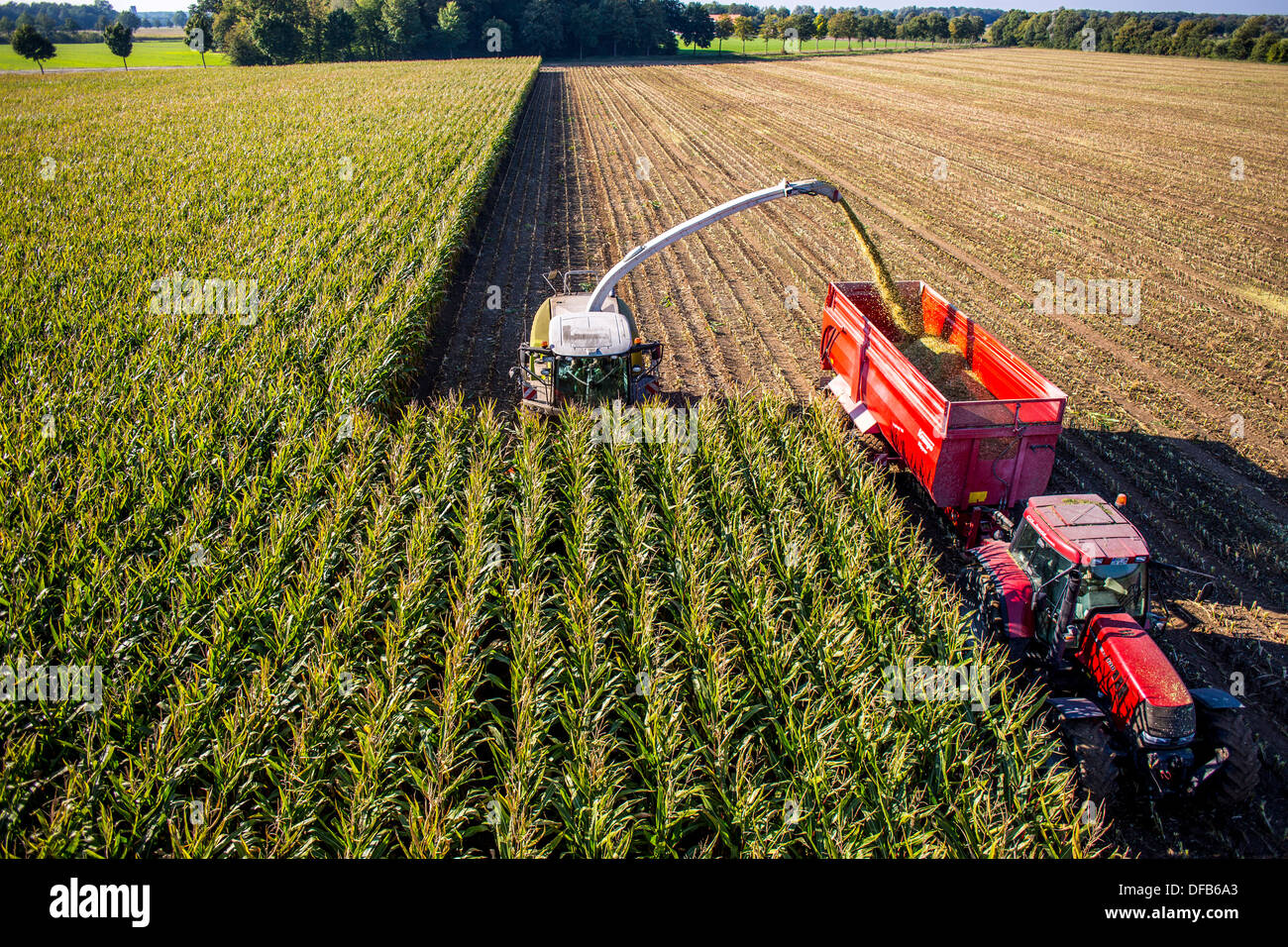 L'agriculture, la récolte de maïs. Moissonneuse-batteuse, ensileuse fonctionne à travers un champ de maïs. L'ensilage est pompé directement dans une remorque. Banque D'Images