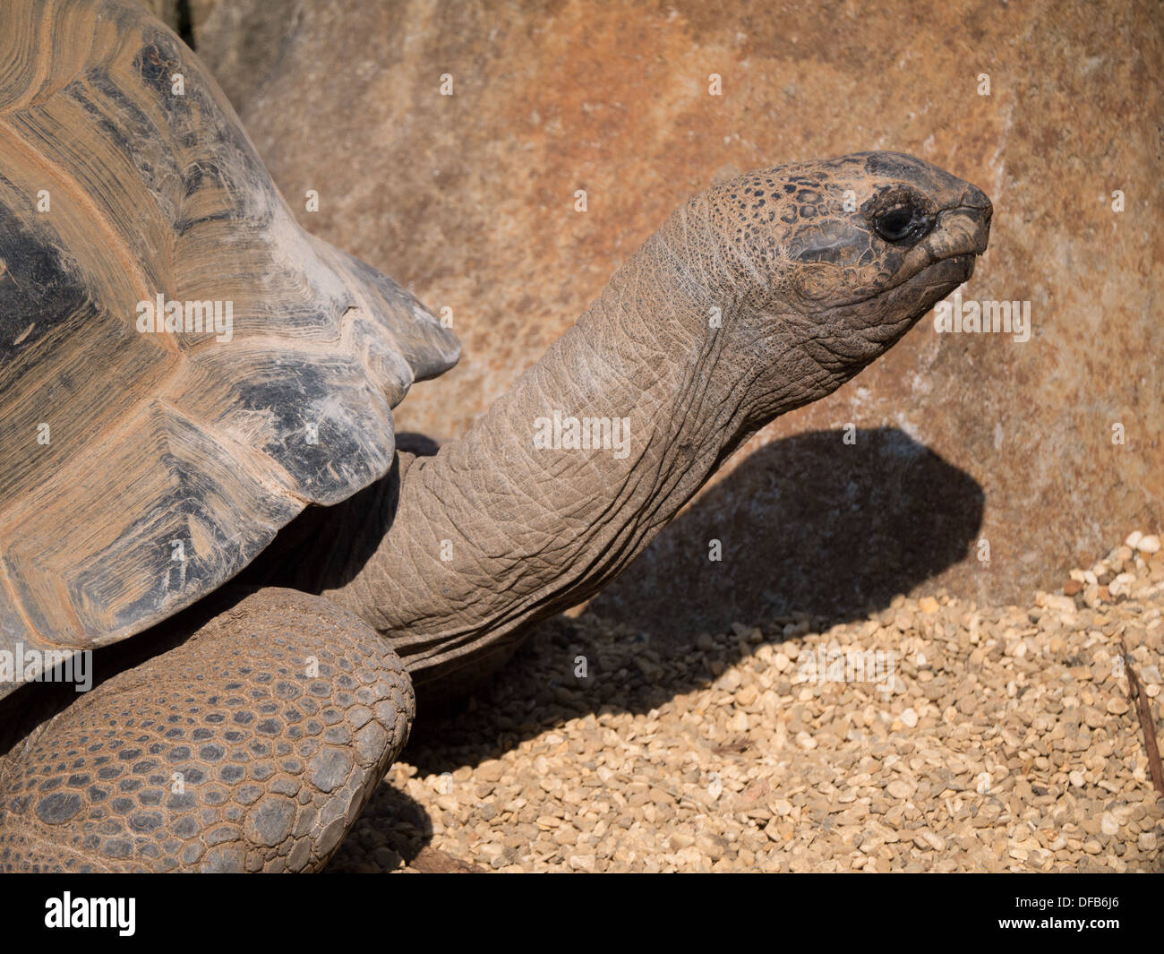 La tortue géante d'Aldabra (Aldabrachelys gigantea) au zoo de Twycross, Tamworth, Royaume-Uni. Banque D'Images