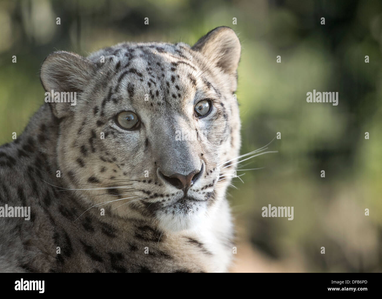 Snow Leopard femelle à la recherche vers la caméra Banque D'Images