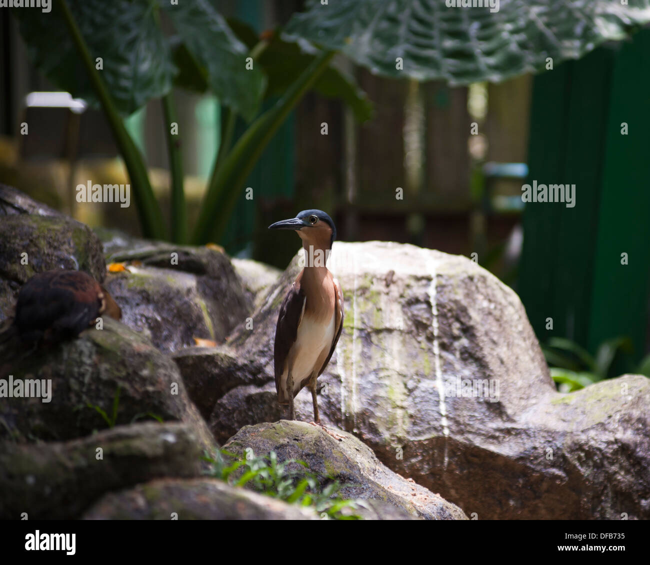 Des oiseaux tropicaux, Labuan Bird Park Banque D'Images