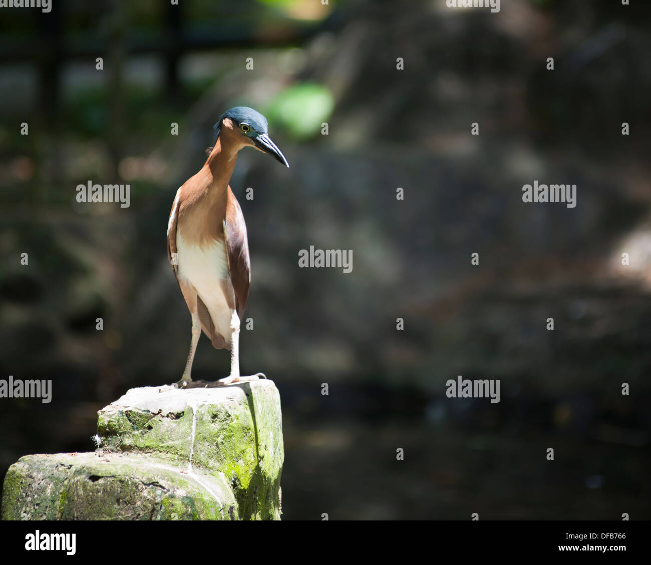 Des oiseaux tropicaux, Labuan Bird Park Banque D'Images