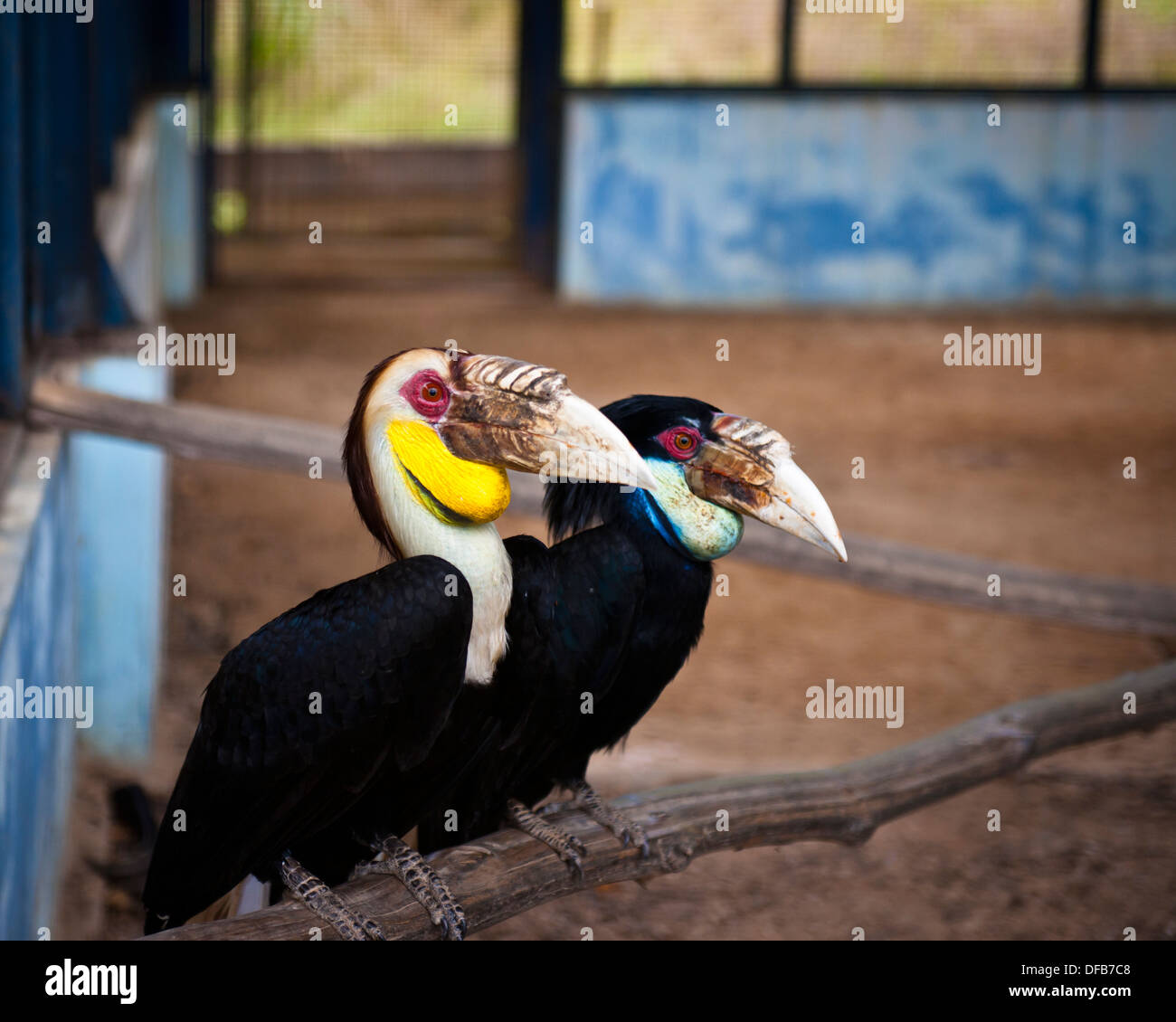 Paire de calaos, Labuan Bird Park Banque D'Images
