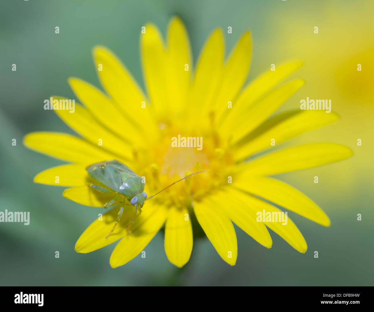 Usine de maquis bug seul sur la marguerite jaune. Banque D'Images