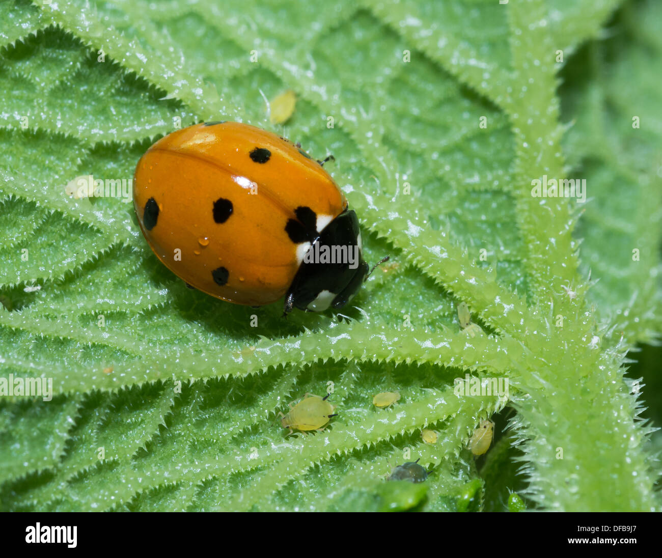 Maman coccinelle est à la maison Photo Stock - Alamy