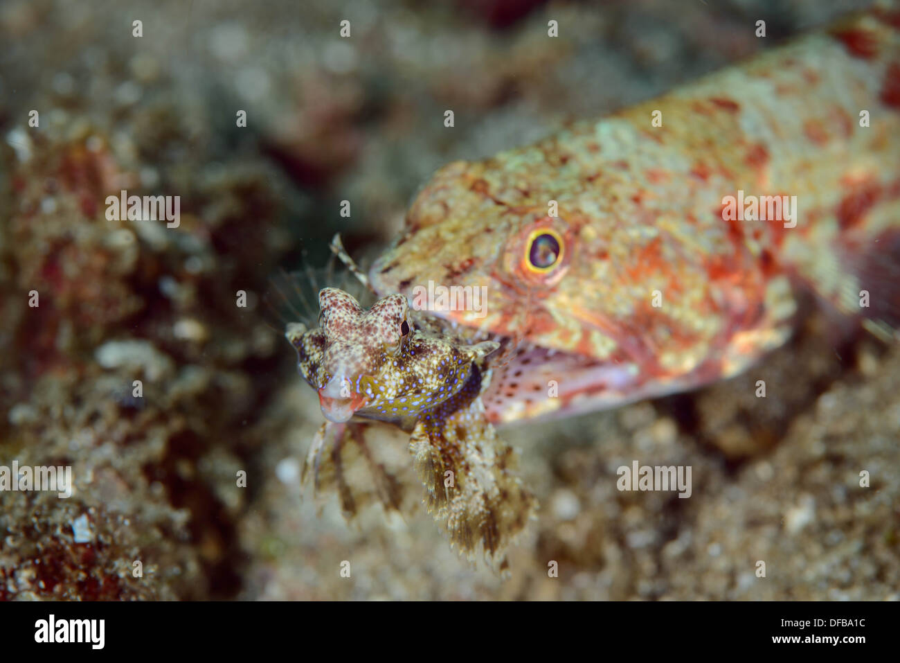 Un poisson lézard mangeant un poisson dragonet. Détroit de Lembeh Indonésie Banque D'Images