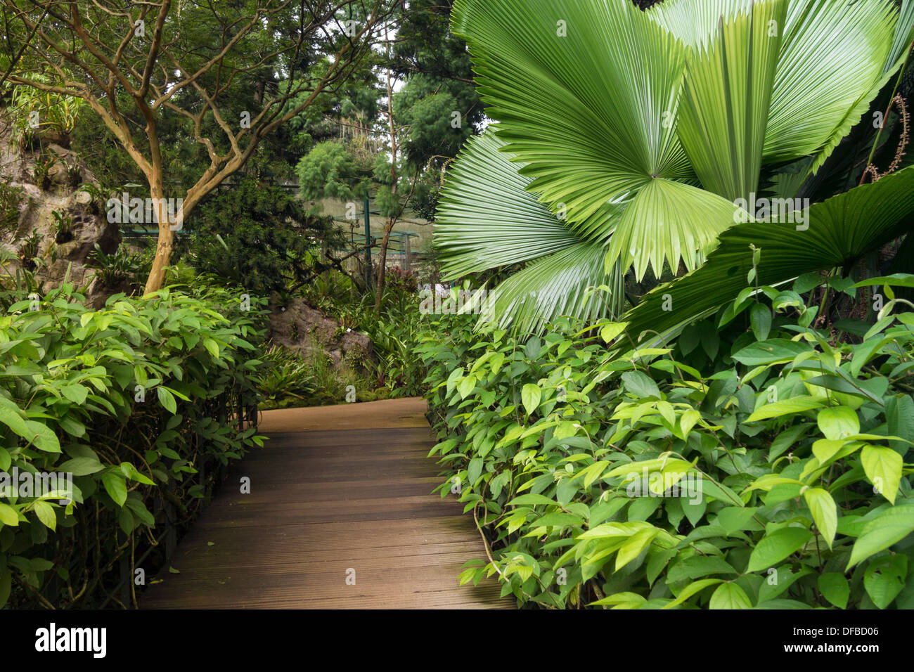 Superbe sentier en bois dans le Jardin Botanique de Singapour Banque D'Images Superbe sentier en bois dans le Jardin Botanique de Singapour Banque D'Images