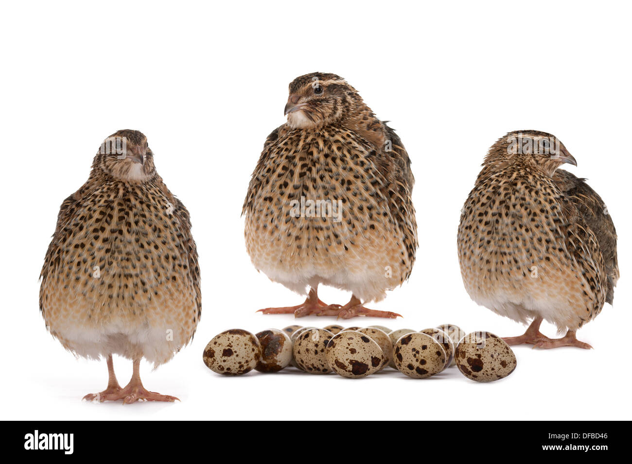 La caille Japonaise sur un fond blanc. Un oiseau qui pond les oeufs d'or. Banque D'Images