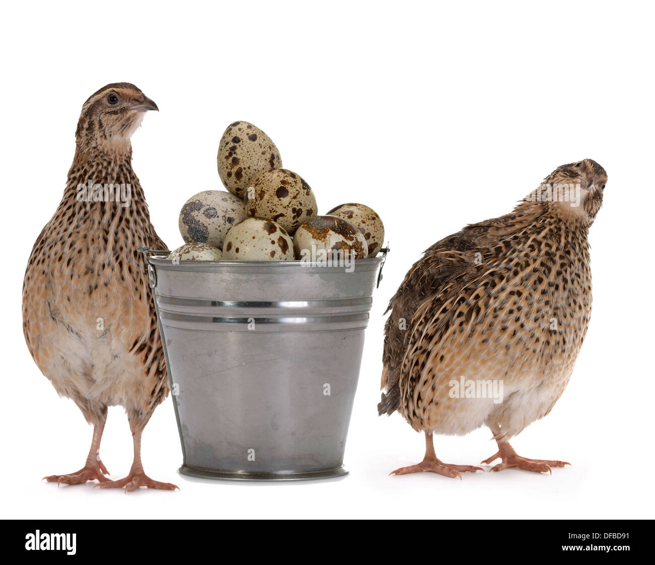 La caille Japonaise sur un fond blanc. Un oiseau qui pond les oeufs d'or. Banque D'Images