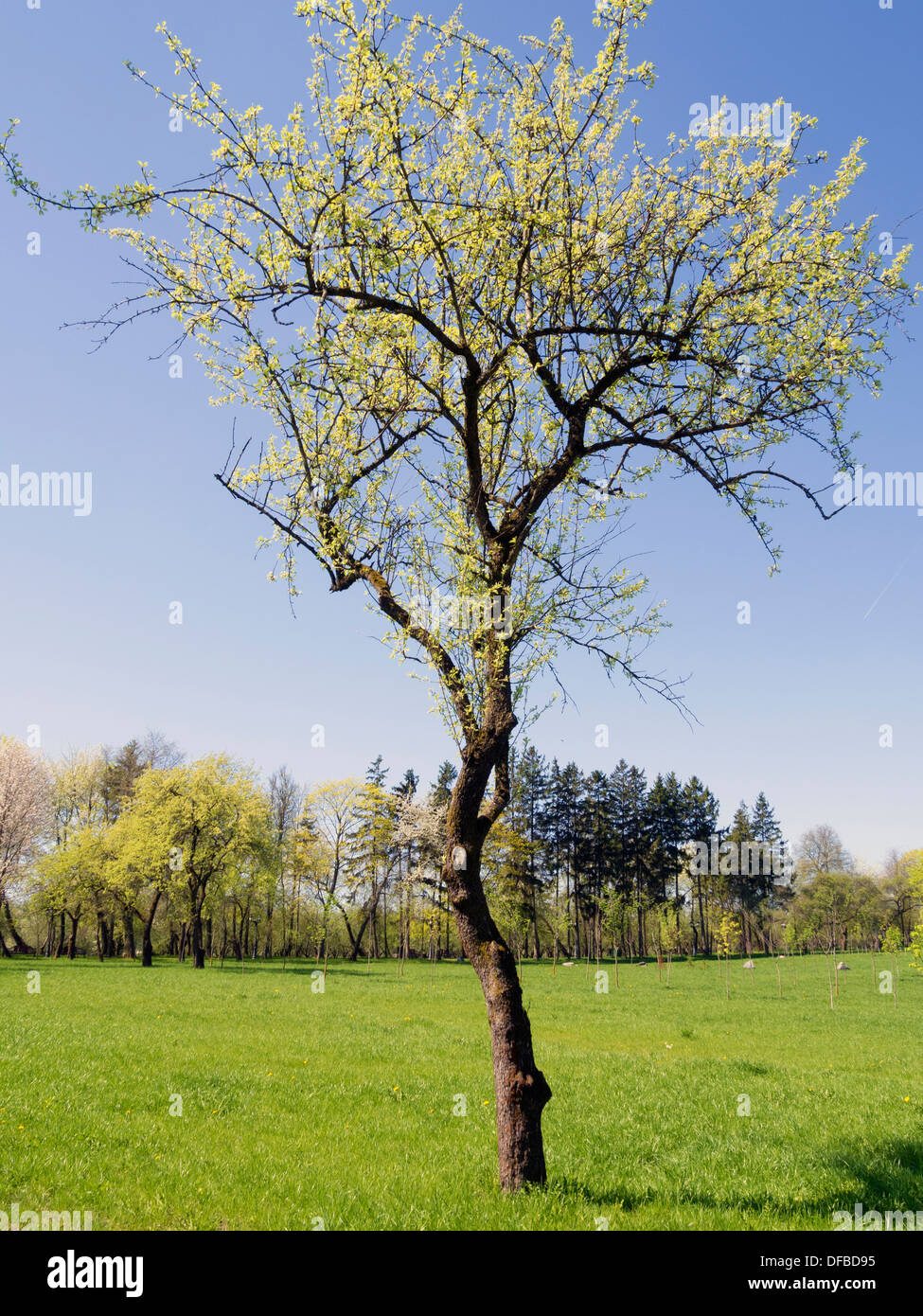 Arbre en fleurs au printemps sur le pré vert Banque D'Images