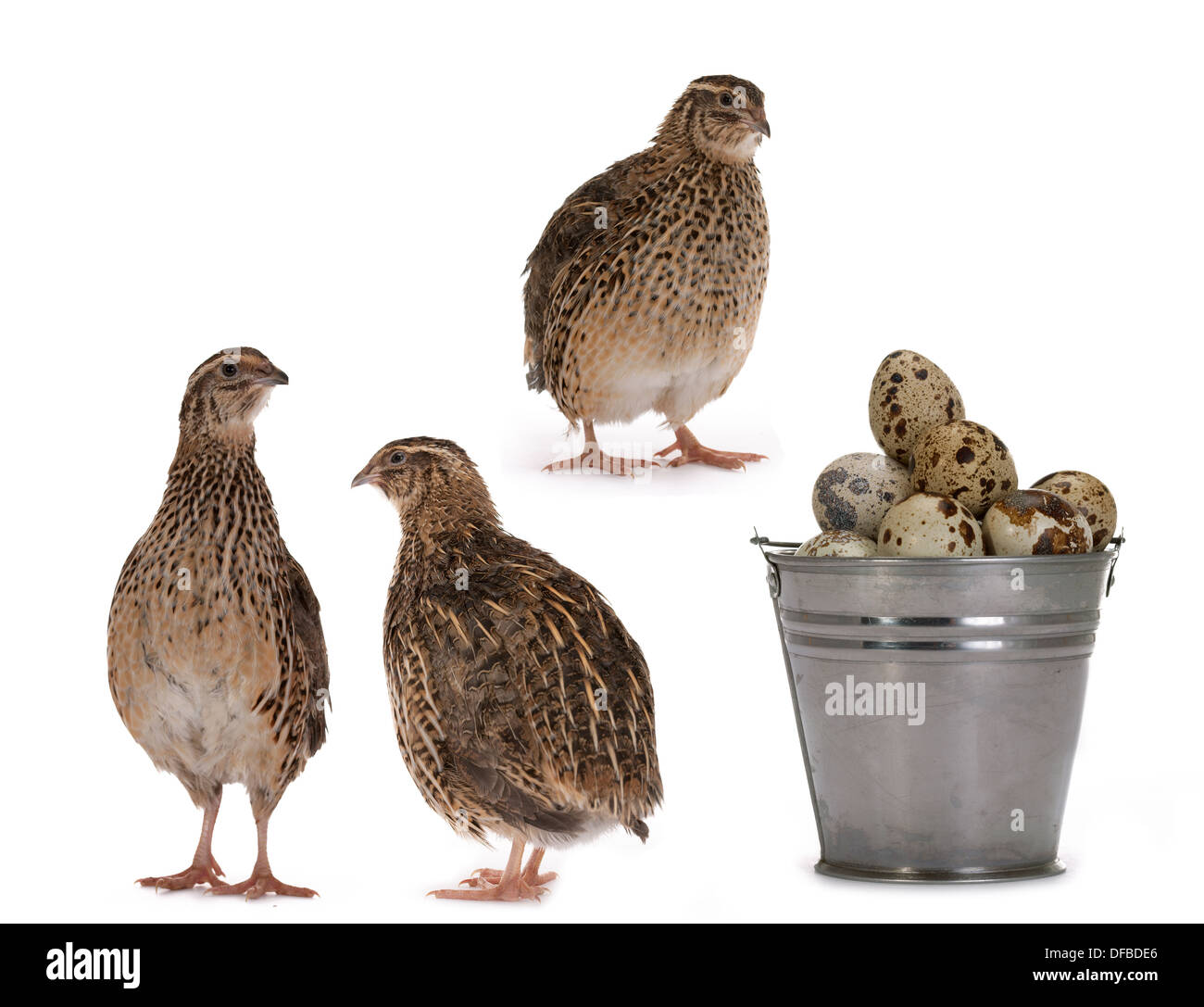 La caille Japonaise sur un fond blanc. Un oiseau qui pond les oeufs d'or. Banque D'Images