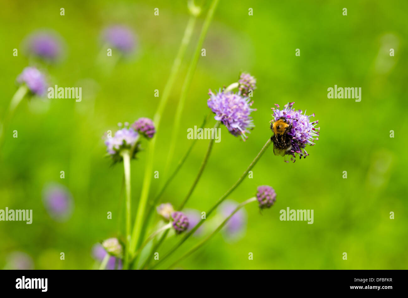 Devil's Bit Scabious - succisa pratensis Banque D'Images