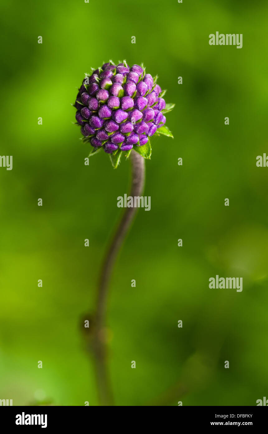 Devil's Bit Scabious - succisa pratensis Banque D'Images