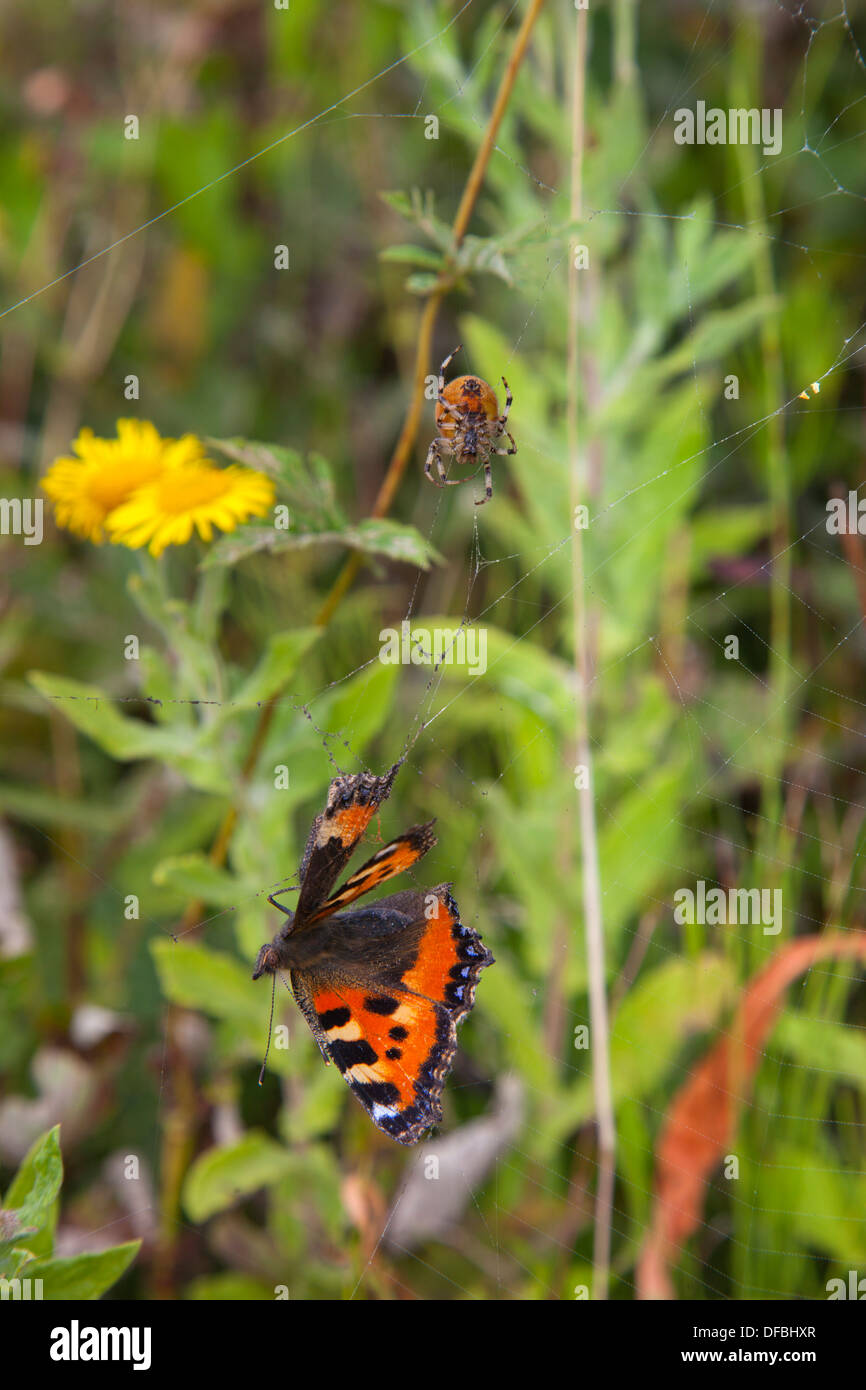 Jardin Araignée Araneus diadematus avec de petites écailles de papillon pris dans site web Banque D'Images