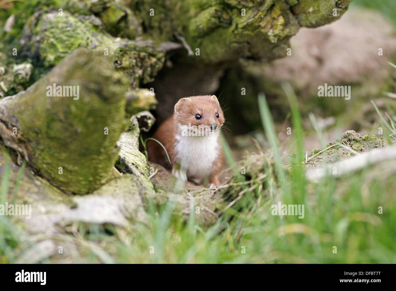 Least weasel mustela nivalis mustelidae Banque de photographies et d ...