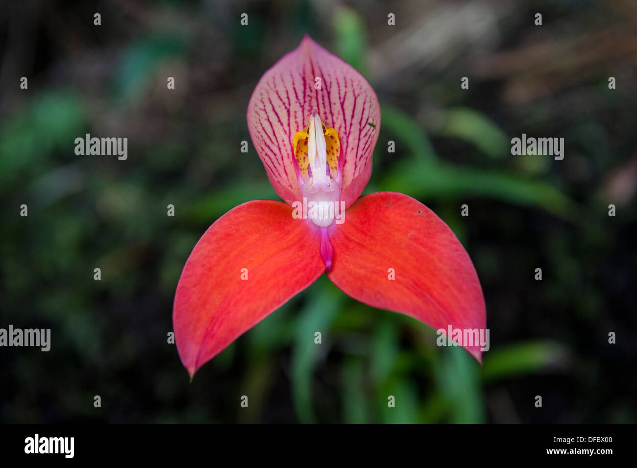 Wild Orchid Disa rouge croissant sur Table Mountain, Cape Town, Afrique du Sud Banque D'Images