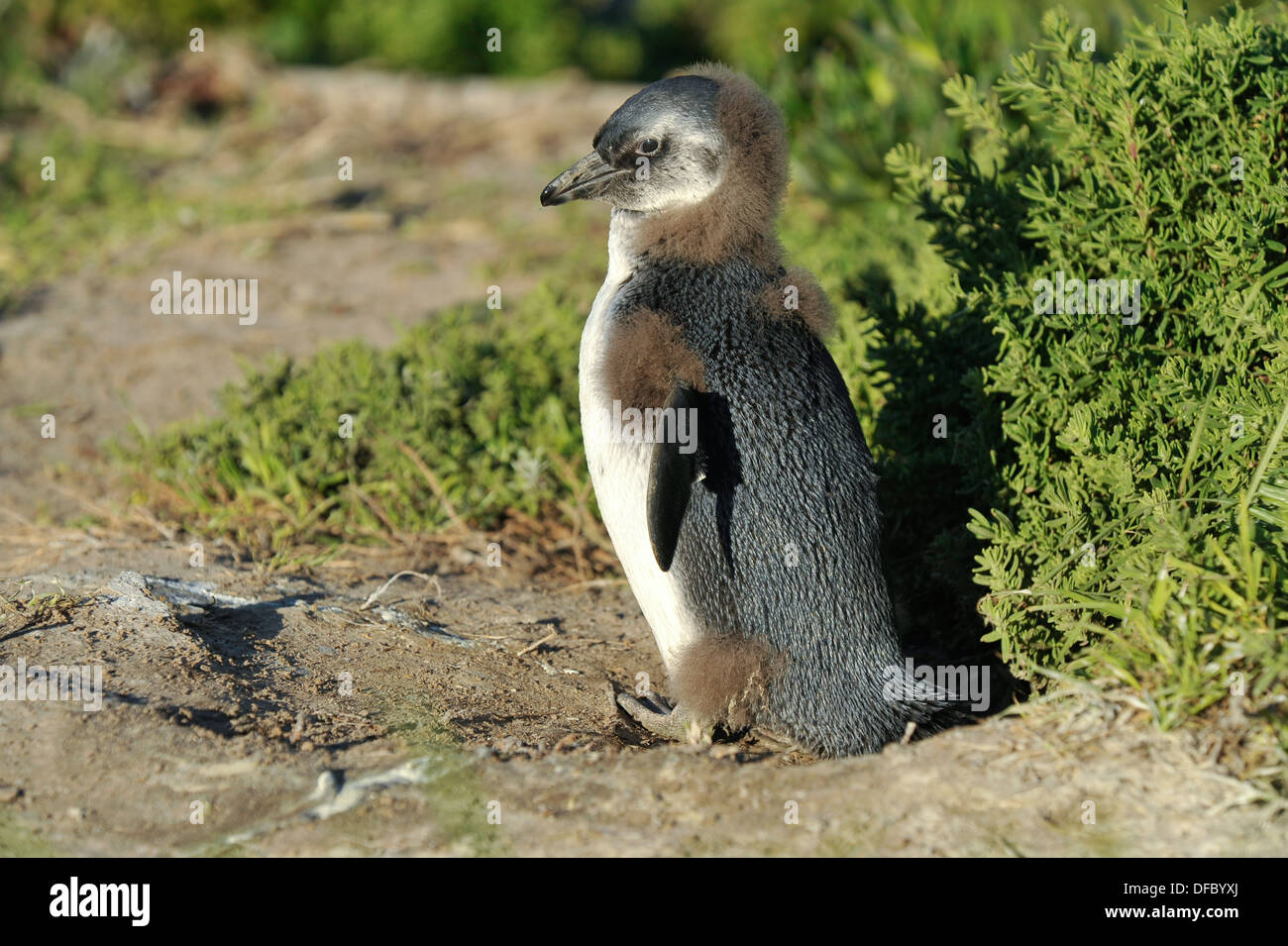 Pinguin africaine, (Spheniscus demersus) mue juvénile dans son plumage d'adulte, Simon's Town, Western Cape, Afrique du Sud Banque D'Images