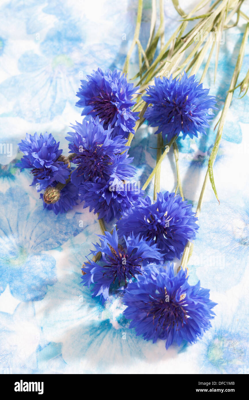 Bleuet bleu sur fond blanc, Close up Banque D'Images