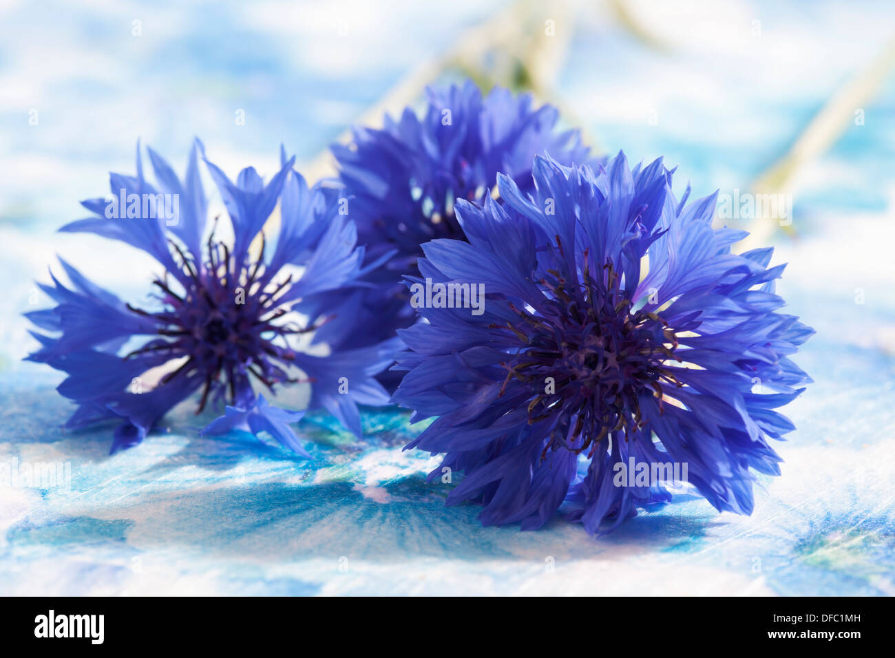 Bleuet bleu sur fond blanc, Close up Banque D'Images