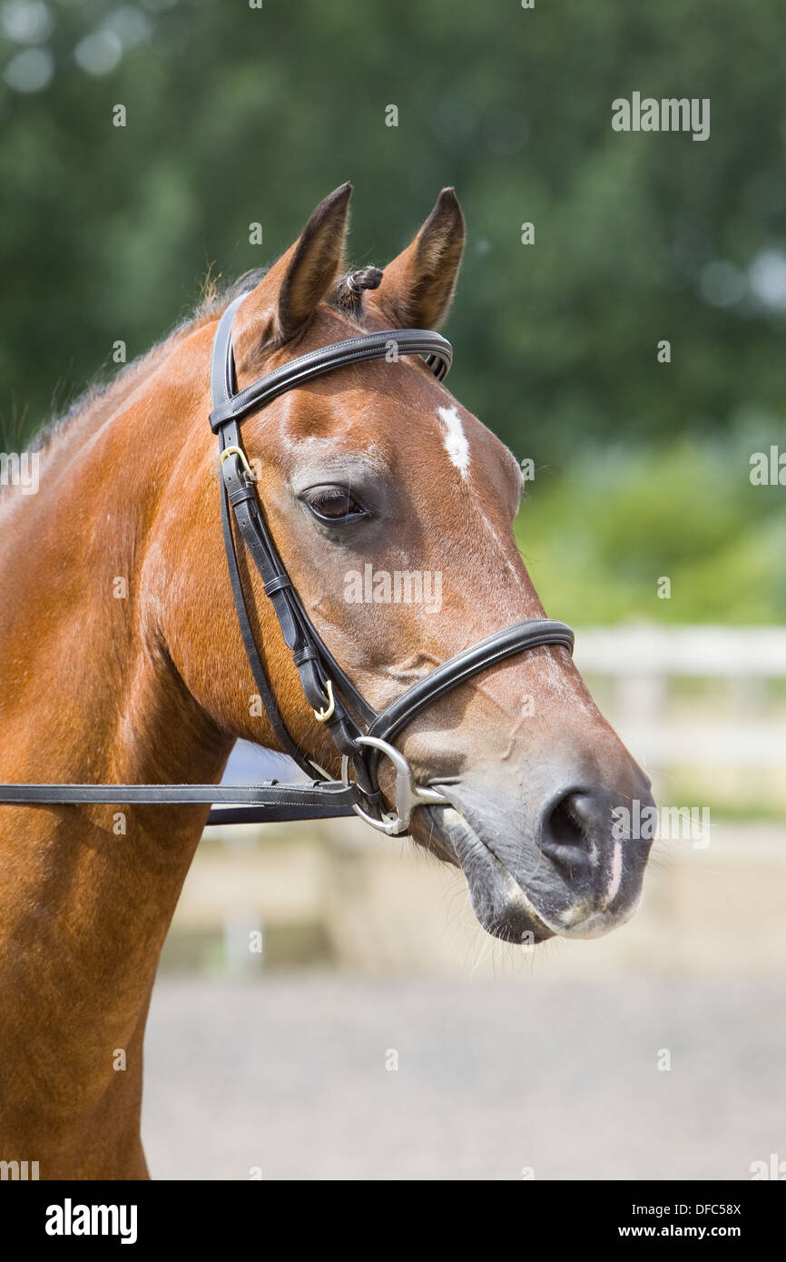 Un portrait d'un cheval debout à l'extérieur portant le mors Banque D'Images