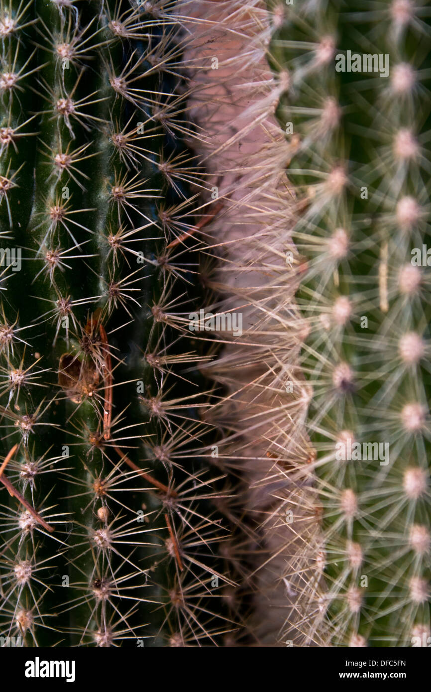 Cactus Banque D'Images