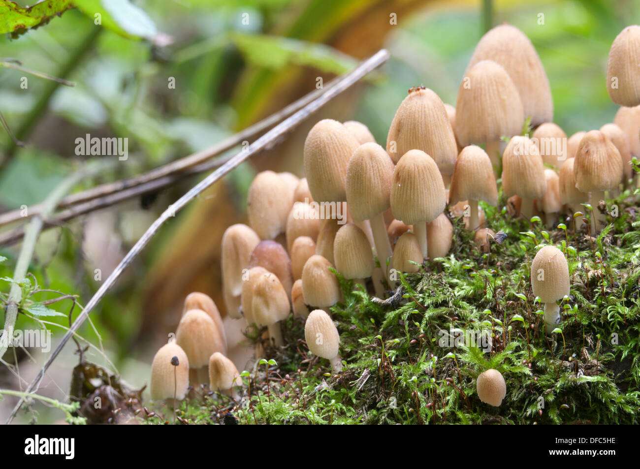 Champignons jaune (Coprinus sp.) sur une souche d'une mousse verte Banque D'Images