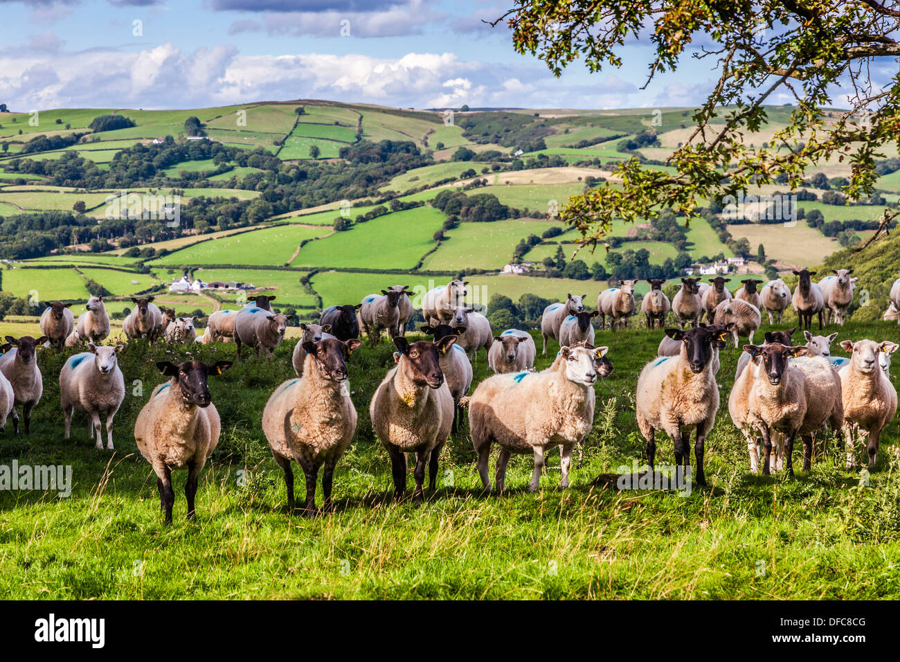 Un troupeau de moutons gallois dans le parc national de Brecon Beacons, le Pays de Galles. Banque D'Images