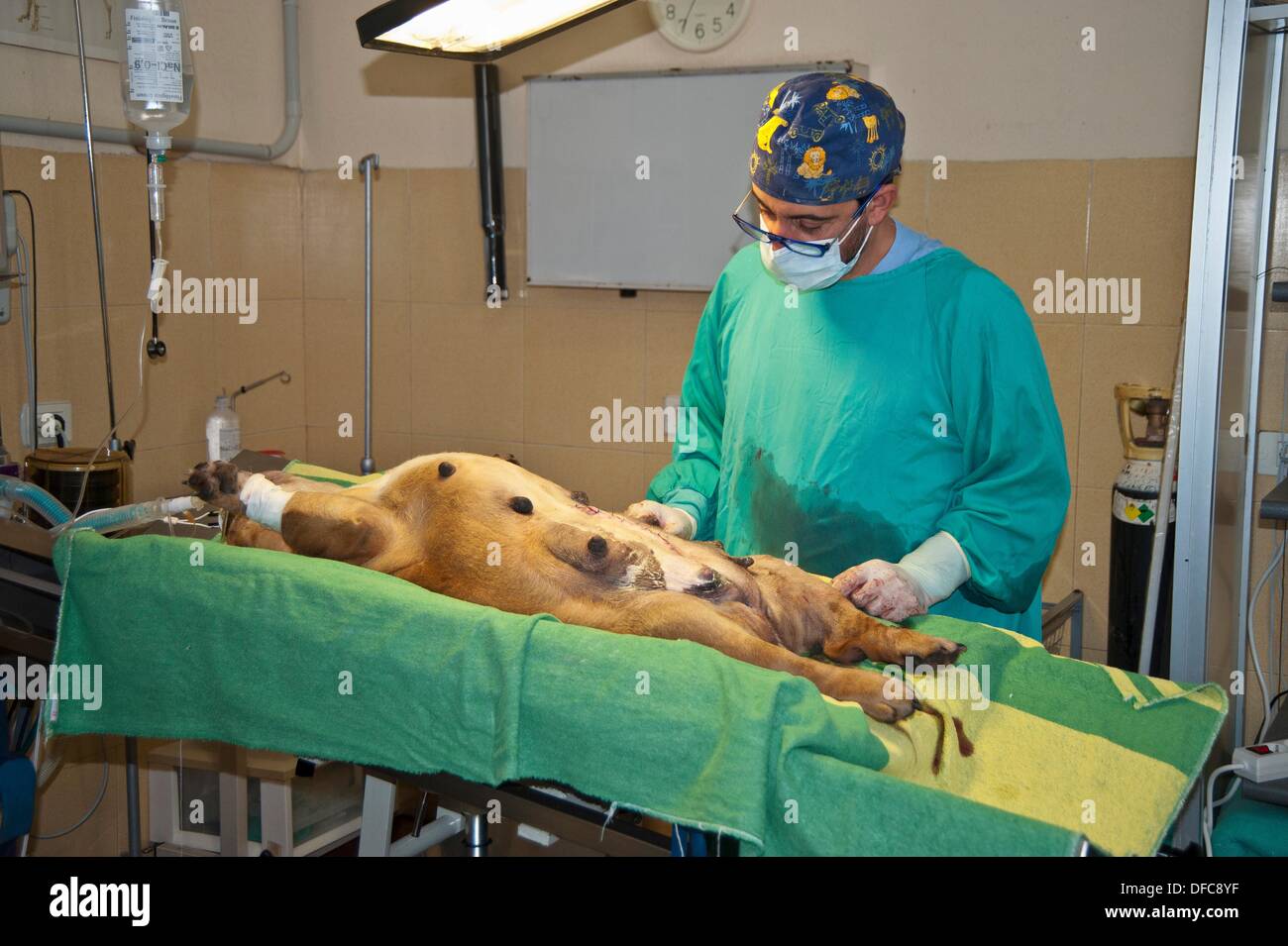Bulldog Anglais C-Section Photo Stock - Alamy