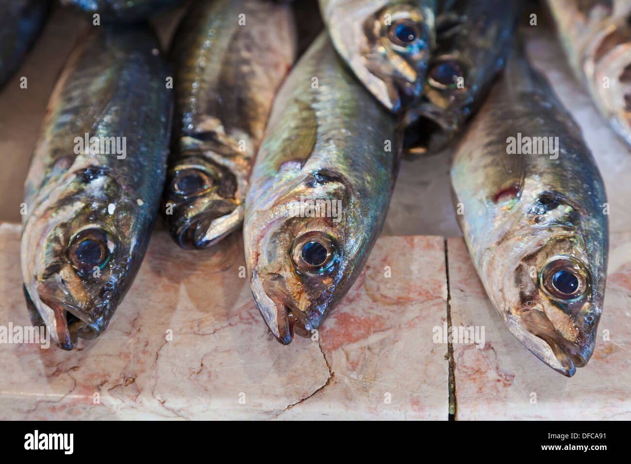 Le Portugal, Lagos, poisson chinchard Banque D'Images