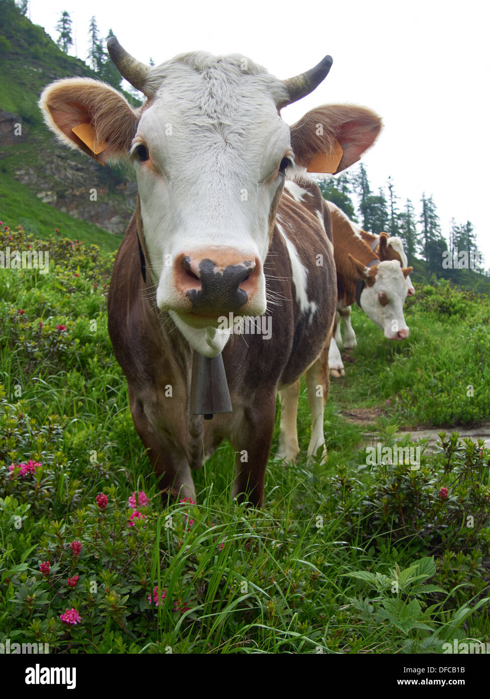 Troupeau de vaches alpines sur (Bos primigenius taurus) une prairie dans les Alpes italiennes Banque D'Images
