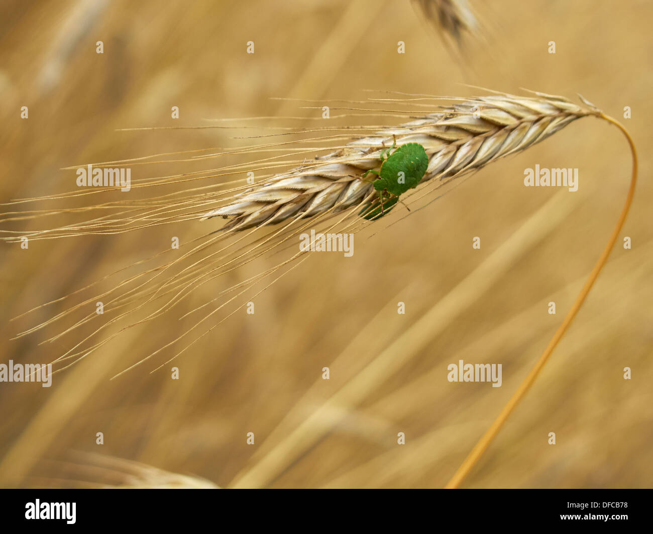 Green stink bugs (palomena prasina) sur un épi de blé Banque D'Images