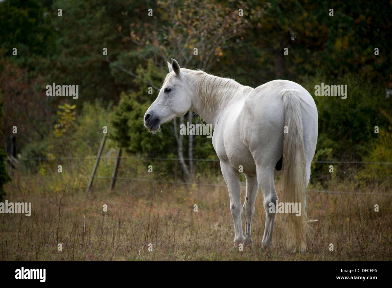Un livre blanc 19 ans cheval arabe dans un enclos sur l'île suédoise de Gotland Banque D'Images